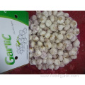 Export Standard New Fresh Normal White Garlic